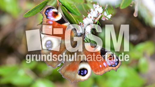 Tagpfauenauge (6).jpg